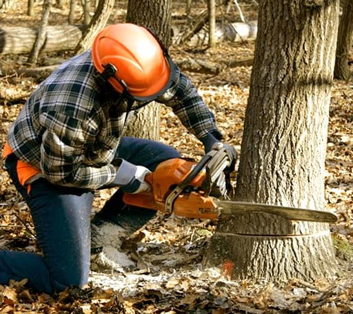 Tree Removal in Mclain, MS